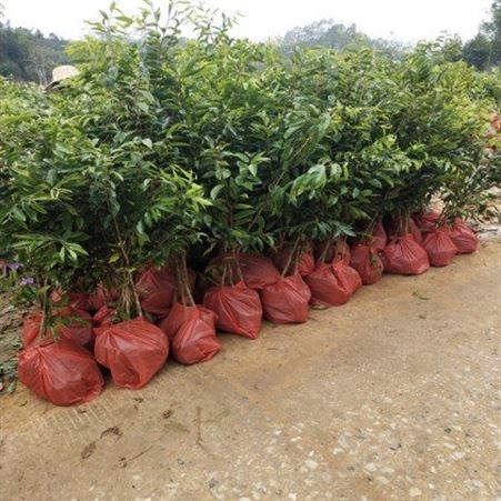 奇楠沉香 基地批量出售 优质苗木种植基地 精品树苗长期供应