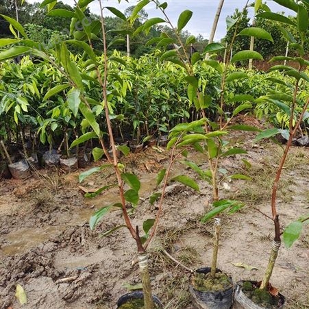 广茂苗木种植基地 奇楠沉香嫁接苗 高度50公分起 批量供应