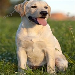 养殖拉布拉多幼犬 成年导盲犬 温顺听话 体型健壮
