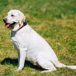 宠物犬 养殖基地 成年拉布拉多犬自然散养 种类丰富易养活