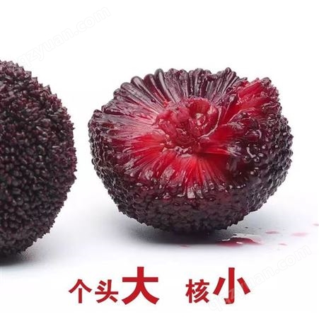 乌紫杨梅大丰 5斤小果新鲜采摘应季水果