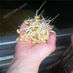 大型豆芽机生产线优质豆芽机厂家