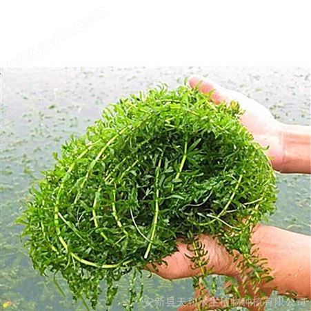 伊乐藻 成活率和繁殖力强 净化水质能力强 基地出苗当天装车